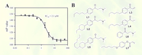 Arnold Group at UWM-Publications: Thyroid Receptor-Discovery of Small Molecule Inhibitors of the Interaction of the Thyroid Hormone Receptor with Transcriptional Coregulators